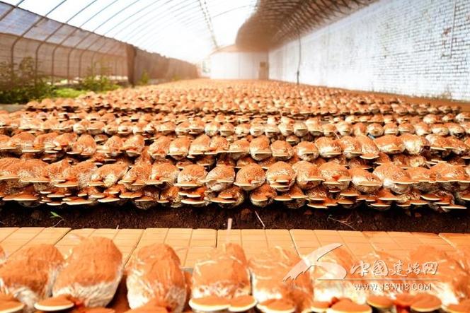 貴州家譜酒廠家直銷聯(lián)系方式大全