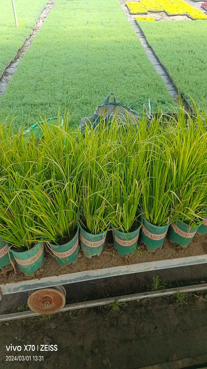 家譜酒揭秘貴州文化傳承的獨(dú)特方式