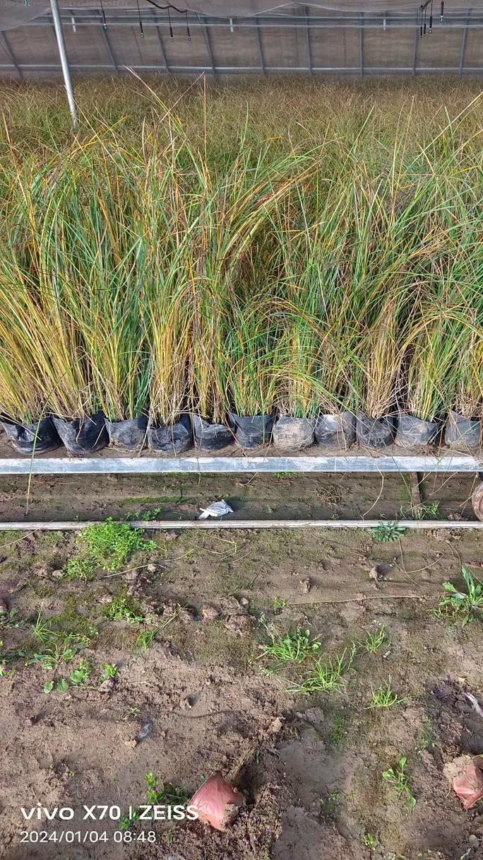 貴州家譜酒品牌推廣與知名度提升技巧